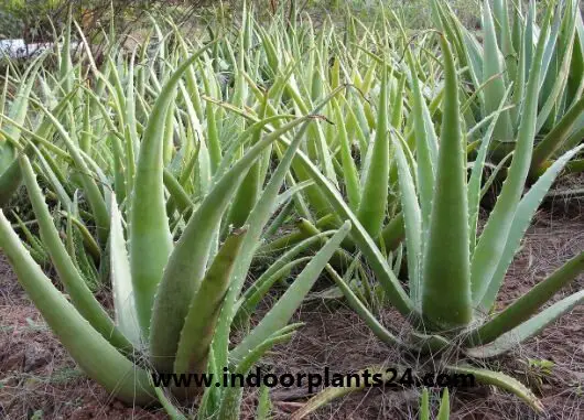 Aloe Vera Aloe barbadensis house plant photos in farm