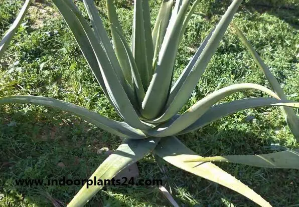 Aloe Vera Aloe barbadensis plant potted image indoor aloe2bvera2bplant2bimage-4292591