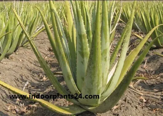 Aloe Vera Aloe barbadensis house plant image