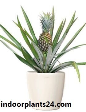 Ananas bracteatus plant