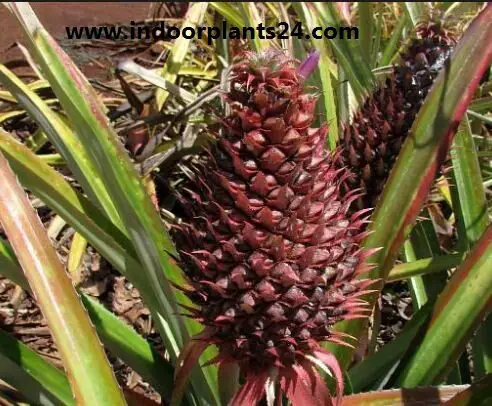 Ananas bracteatus plant photo