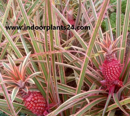 Pina roja/Red Pineapple/Ananas bracteatus Zoom's Edible indoor plant