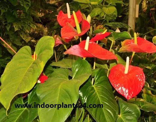 anthurium scherzerianum for sale