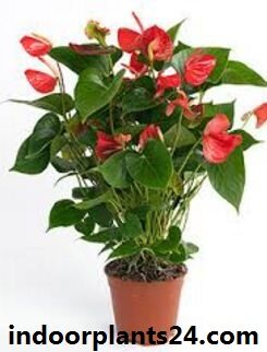 Flamingo Flower Plant - Anthurium Scherzerianum