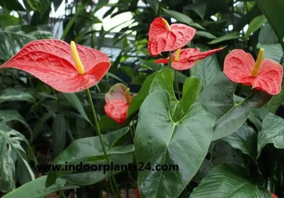 Flamingo Flower indoor Plant - Anthurium Scherzerianum photo