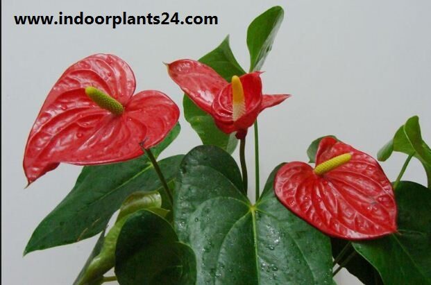 Flamingo Flower indoor Plant - Anthurium Scherzerianum image