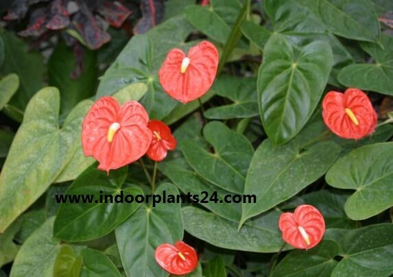 Anthurium Scherzerianum Plant Care