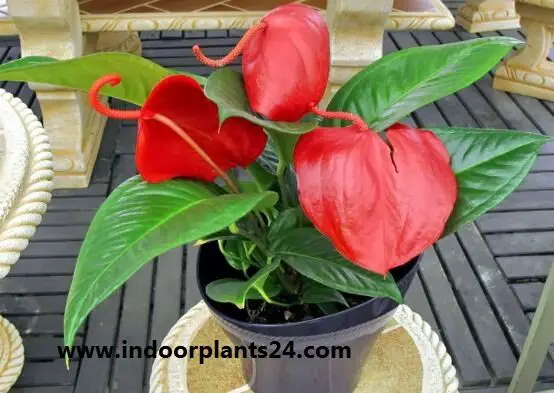 Flamingo Flower - Anthurium scherzerianum - Picture