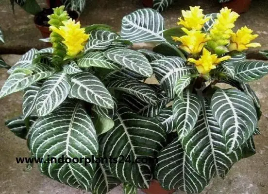 Aphelandra squarrosa Dania plant image