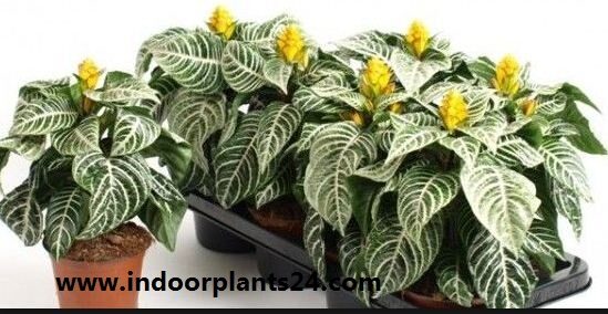 Zebra Plant - Aphelandra Squarrosa