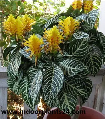 Zebra Plant - Aphelandra Squarrosa indoor plant image