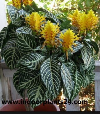 Zebra Plant - Aphelandra Squarrosa indoor house plant image