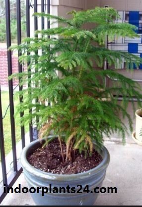 Araucaria heterophylla plant image