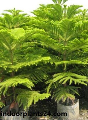 Araucaria heterophylla indoor house plant image