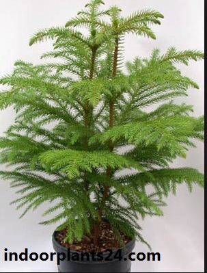 Araucaria heterophylla indoor plant image