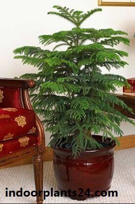 Araucaria heterophylla indoor plant image