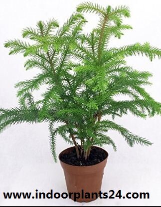 Araucaria heterophylla indoor house plant photo