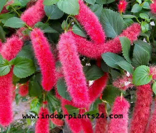 Acalypha hispida - Cat's Tail plants