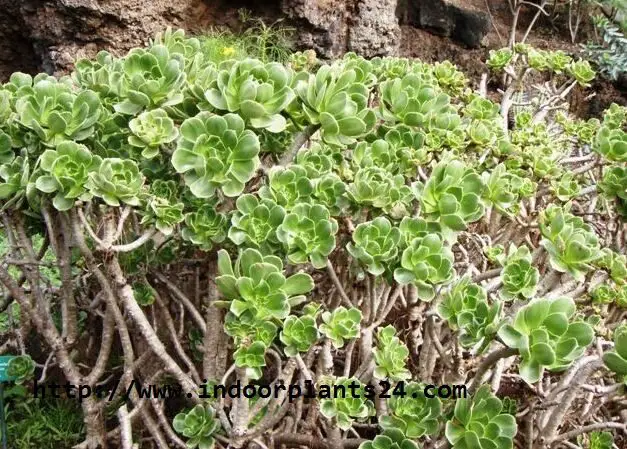 AEONIUM ARBOREUM ATROPURPUREUM Plant IMAGE