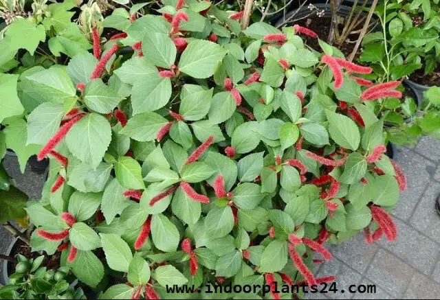 Plants Profile for Acalypha hispida