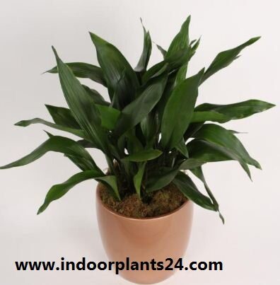 Aspidistra Eatior Liliaceae indoor house plant image