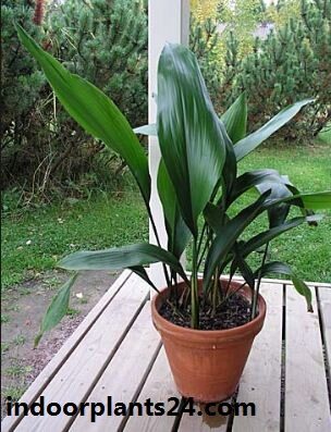 Aspidistra Eatior Liliaceae plant