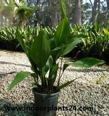 Aspidistra Eatior Liliaceae plant image