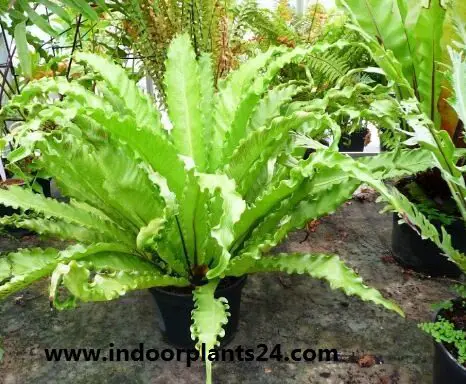 BIRD ’S-NEST FERN Plant