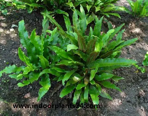 Asplenium nidus Aspleniaceae 