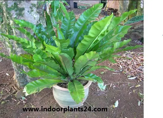 Asplenium nidus Aspleniaceae 