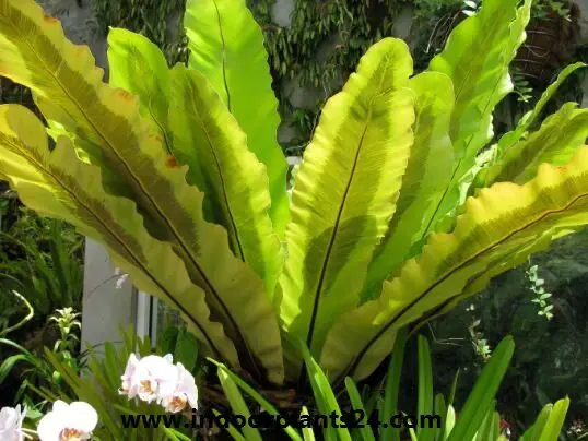 Asplenium nidus Aspleniaceae plant image