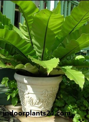 Asplenium nidus Aspleniaceae indoor house plant image