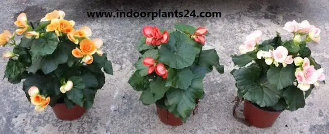 Begoniaceae Plants Guide- Wax Begonia, Begonia Rex Grandis ,Elatior , Angel Wing 2 begonia2Bplant2Bphotos 2348517