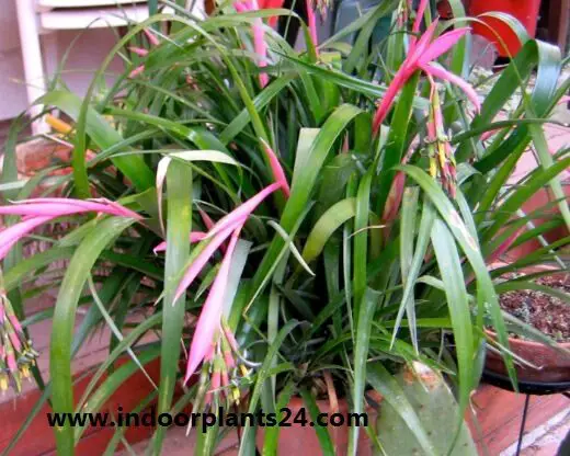  Billbergia Nutans indoor plant