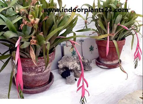  Billbergia Nutans indoor house plant image