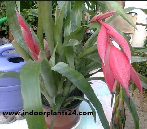 Bromeliaceae Queen’s tears indoor plant