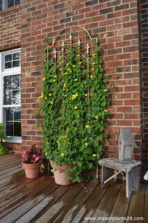 black eyed susan vine colors and information