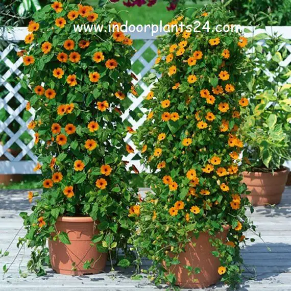 black eyed susan vine propagation information