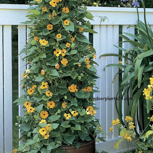 black eyed susan vine seeds and facts