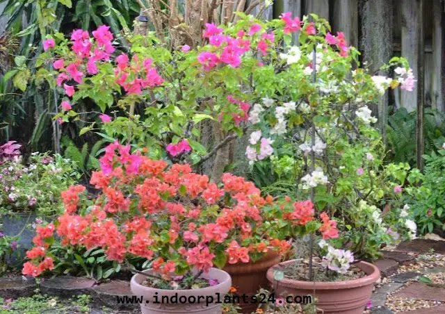 Bougainvillea glabra plant