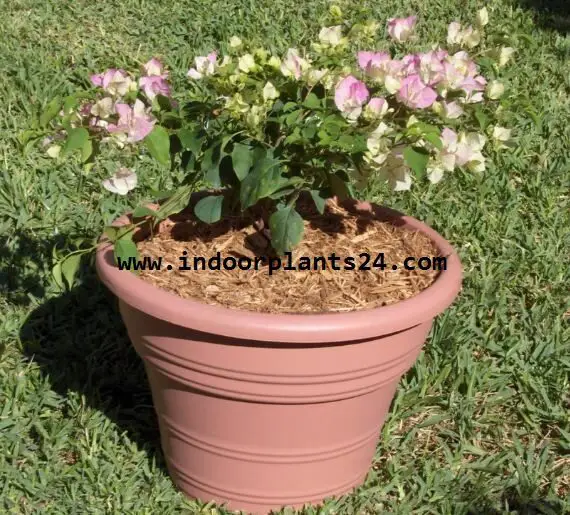 Bougainvillea glabra plant image potted