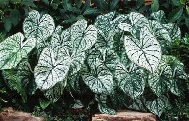 Araceae Angel Wings Plant