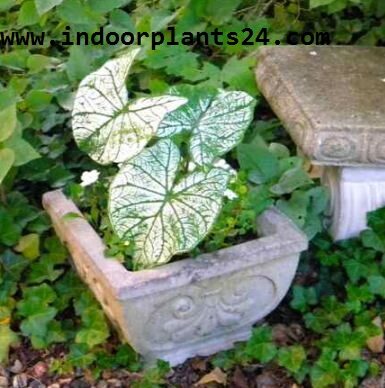 CALADIUM X HORTULANUM