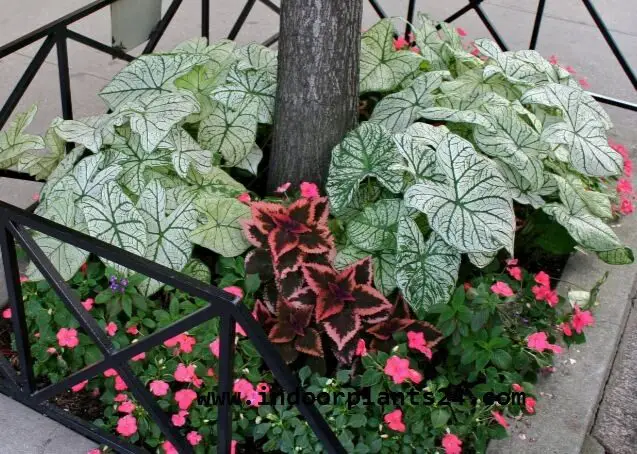 CALADIUM X HORTULANUM plant image