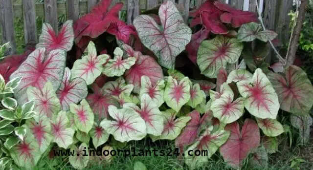 Araceae Angel Wings HOUSE Plant