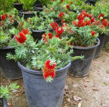 Callistemon Citrinus indoor house plant pic