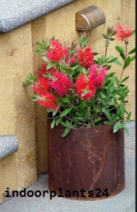 Callistemon Citrinus Myrtaceae Crimson Bottle Brush Indoor Plant 