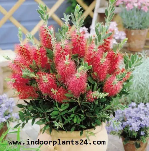 Callistemon Citrinus Myrtaceae Crimson Bottle Brush Indoor Plant image