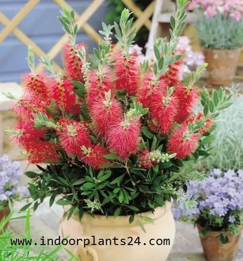 Callistemon Citrinus indoor house plant picture