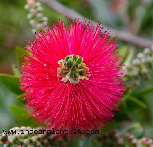 Callistemon Citrinus indoor house plant